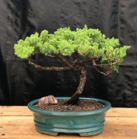 Juniper Bonsai Tree - Trained <br><i>(juniper procumbens nana)</i>