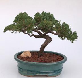 Juniper Bonsai Tree - Trained <br><i>(juniper procumbens nana)</i>