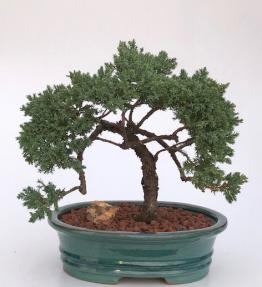 Juniper Bonsai Tree - Trained <br><i>(juniper procumbens nana)</i>