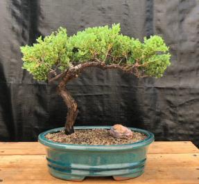 Juniper Bonsai Tree - Trained <br><i>(juniper procumbens nana)</i>