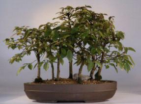 Rock Hornbeam Bonsai Tree<br><i>(carpinus turczaninovii)</i>