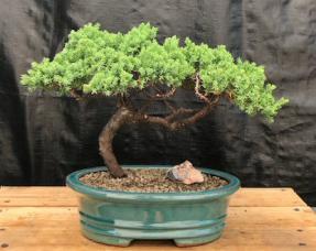 Juniper Bonsai Tree - Trained <br><i>(juniper procumbens nana)</i>