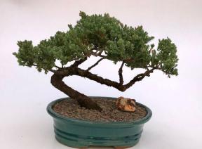 Juniper Bonsai Tree - Trained <br><i>(juniper procumbens nana)</i>