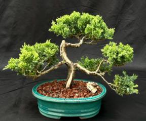 Juniper Bonsai Tree - Trained with Jin & Shari Style<br><i>(juniper procumbens nana)</i>