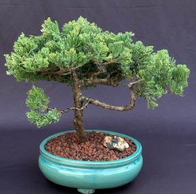 Juniper Bonsai Tree - Trained <br><i>(juniper procumbens nana)</i>