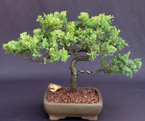 Juniper Bonsai Tree - Trained <br><i>(juniper procumbens nana)</i>