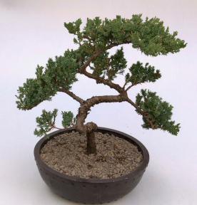 Juniper Bonsai Tree - Trained <br><i>(juniper procumbens nana)</i>