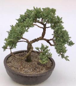 Juniper Bonsai Tree - Trained <br><i>(juniper procumbens nana)</i>