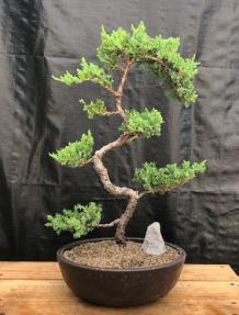 Juniper Bonsai Tree - Trained <br><i>(juniper procumbens nana)</i>