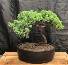 Juniper Bonsai Tree - Trained <br><i>(juniper procumbens nana)</i>