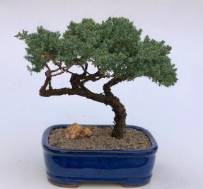 Juniper Bonsai Tree - Trained <br><i>(juniper procumbens nana)</i>