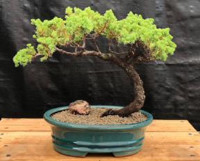 Juniper Bonsai Tree - Trained <br><i>(juniper procumbens nana)</i>