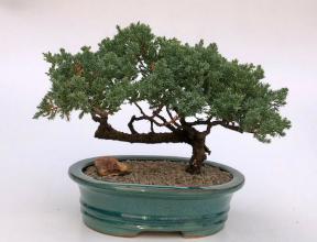 Juniper Bonsai Tree - Trained <br><i>(juniper procumbens nana)</i>