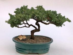 Juniper Bonsai Tree - Trained <br><i>(juniper procumbens nana)</i>