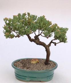 Juniper Bonsai Tree - Trained <br><i>(juniper procumbens nana)</i>