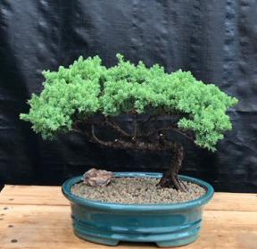 Juniper Bonsai Tree - Trained <br><i>(juniper procumbens nana)</i>