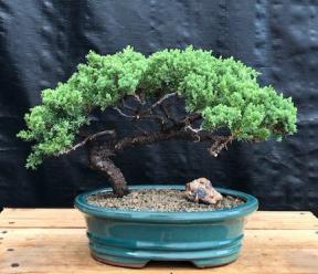 Juniper Bonsai Tree - Trained <br><i>(juniper procumbens nana)</i>