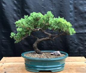 Juniper Bonsai Tree - Trained <br><i>(juniper procumbens nana)</i>