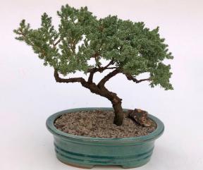 Juniper Bonsai Tree - Trained <br><i>(juniper procumbens nana)</i>