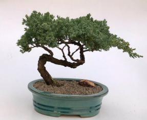 Juniper Bonsai Tree - Trained <br><i>(juniper procumbens nana)</i>