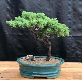 Juniper Bonsai Tree - Trained <br><i>(juniper procumbens nana)</i>