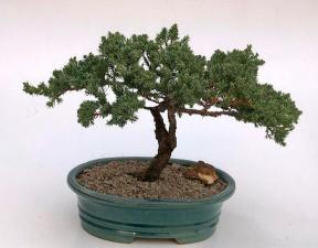 Juniper Bonsai Tree - Trained <br><i>(juniper procumbens nana)</i>