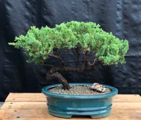 Juniper Bonsai Tree - Trained <br><i>(juniper procumbens nana)</i>