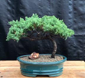 Juniper Bonsai Tree - Trained <br><i>(juniper procumbens nana)</i>