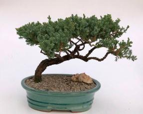 Juniper Bonsai Tree - Trained <br><i>(juniper procumbens nana)</i>