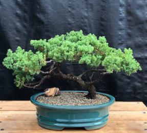 Juniper Bonsai Tree - Trained <br><i>(juniper procumbens nana)</i>