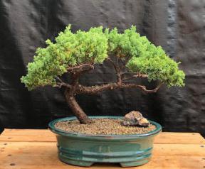 Juniper Bonsai Tree - Trained <br><i>(juniper procumbens nana)</i>