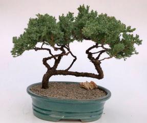 Juniper Bonsai Tree - Trained <br><i>(juniper procumbens nana)</i>