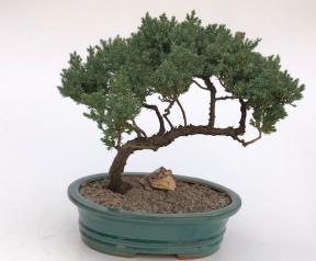 Juniper Bonsai Tree - Trained <br><i>(juniper procumbens nana)</i>