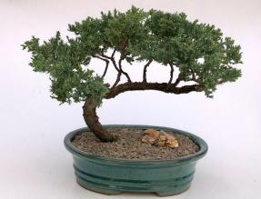 Juniper Bonsai Tree - Trained <br><i>(juniper procumbens nana)</i>