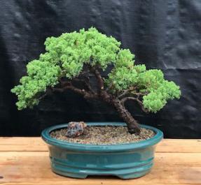 Juniper Bonsai Tree - Trained <br><i>(juniper procumbens nana)</i>