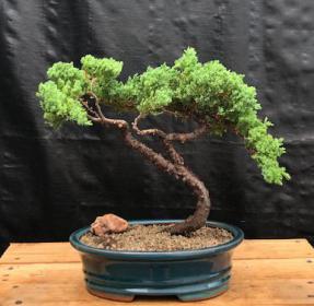 Juniper Bonsai Tree - Trained <br><i>(juniper procumbens nana)</i>