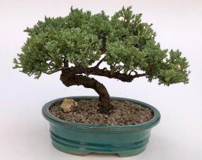 Juniper Bonsai Tree - Trained <br><i>(juniper procumbens nana)</i>