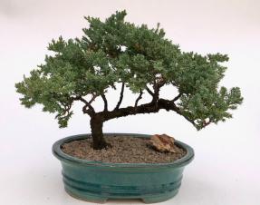 Juniper Bonsai Tree - Trained <br><i>(juniper procumbens nana)</i>