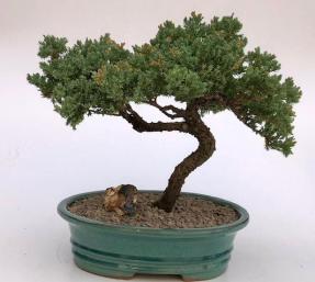 Juniper Bonsai Tree - Trained <br><i>(juniper procumbens nana)</i>