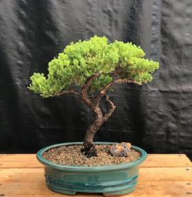 Juniper Bonsai Tree - Trained <br><i>(juniper procumbens nana)</i>