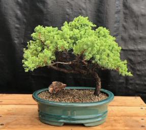 Juniper Bonsai Tree - Trained <br><i>(juniper procumbens nana)</i>