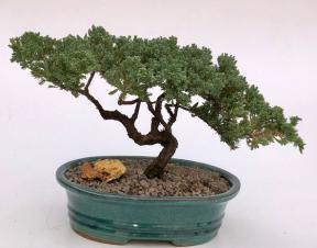 Juniper Bonsai Tree - Trained <br><i>(juniper procumbens nana)</i>