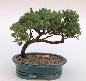 Juniper Bonsai Tree - Trained <br><i>(juniper procumbens nana)</i>