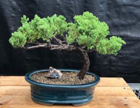 Juniper Bonsai Tree - Trained <br><i>(juniper procumbens nana)</i>