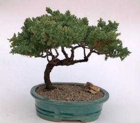 Juniper Bonsai Tree - Trained <br><i>(juniper procumbens nana)</i>