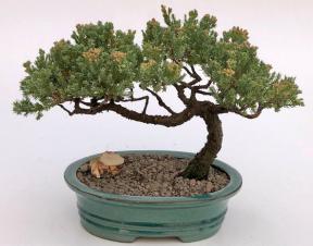 Juniper Bonsai Tree - Trained <br><i>(juniper procumbens nana)</i>