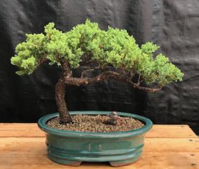 Juniper Bonsai Tree - Trained <br><i>(juniper procumbens nana)</i>