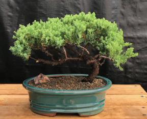 Juniper Bonsai Tree - Trained <br><i>(juniper procumbens nana)</i>