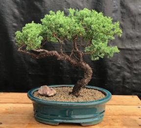 Juniper Bonsai Tree - Trained <br><i>(juniper procumbens nana)</i>