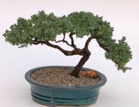 Juniper Bonsai Tree - Trained <br><i>(juniper procumbens nana)</i>